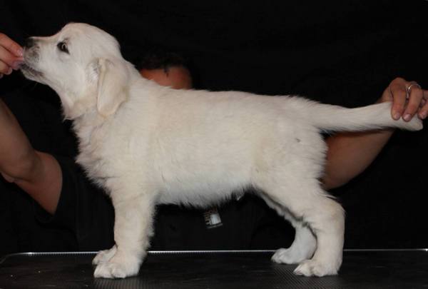 Mr Brown 8 weeks.jpg
